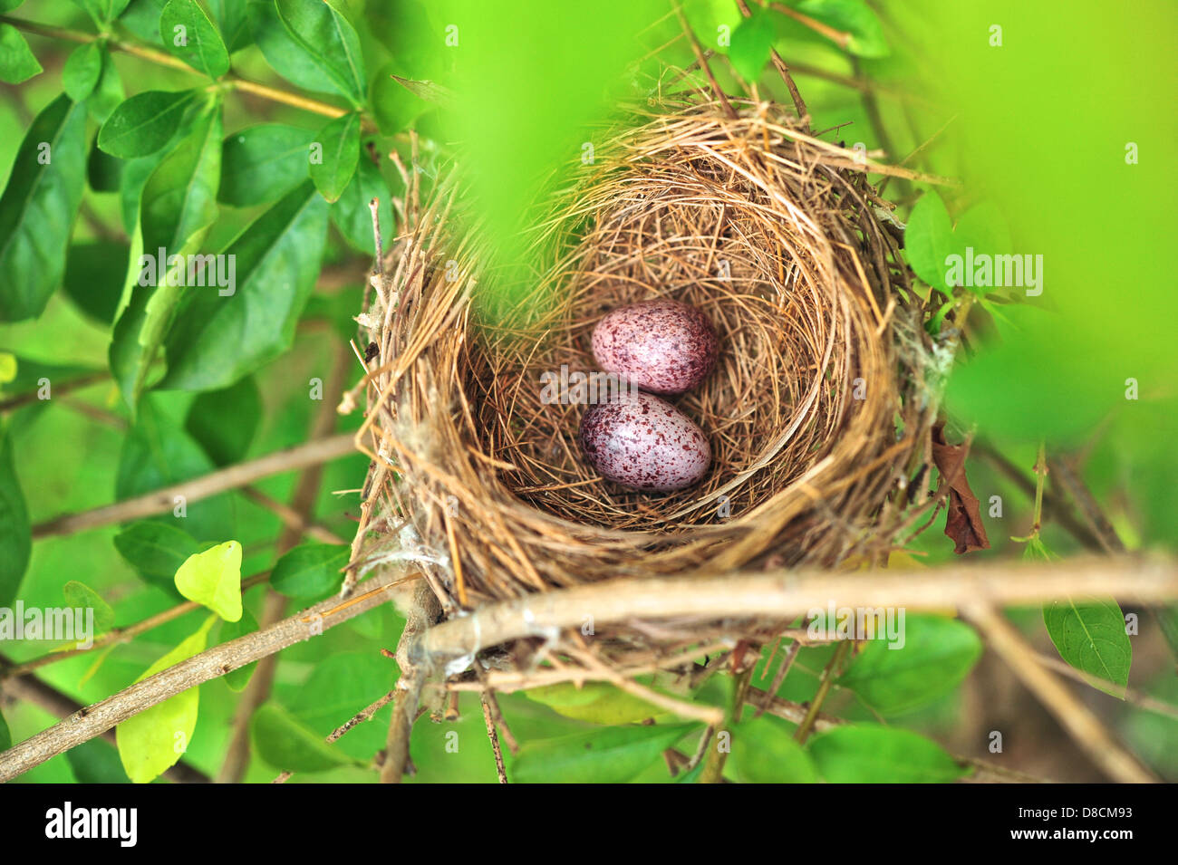 Vogel-Nest mit zwei Eiern Stockfoto