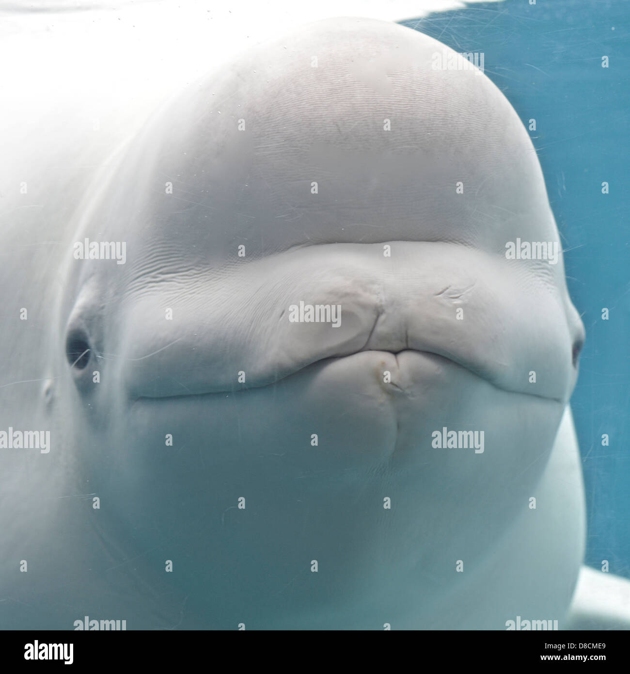 Beluga (Delphinapterus Leucas) Stockfoto
