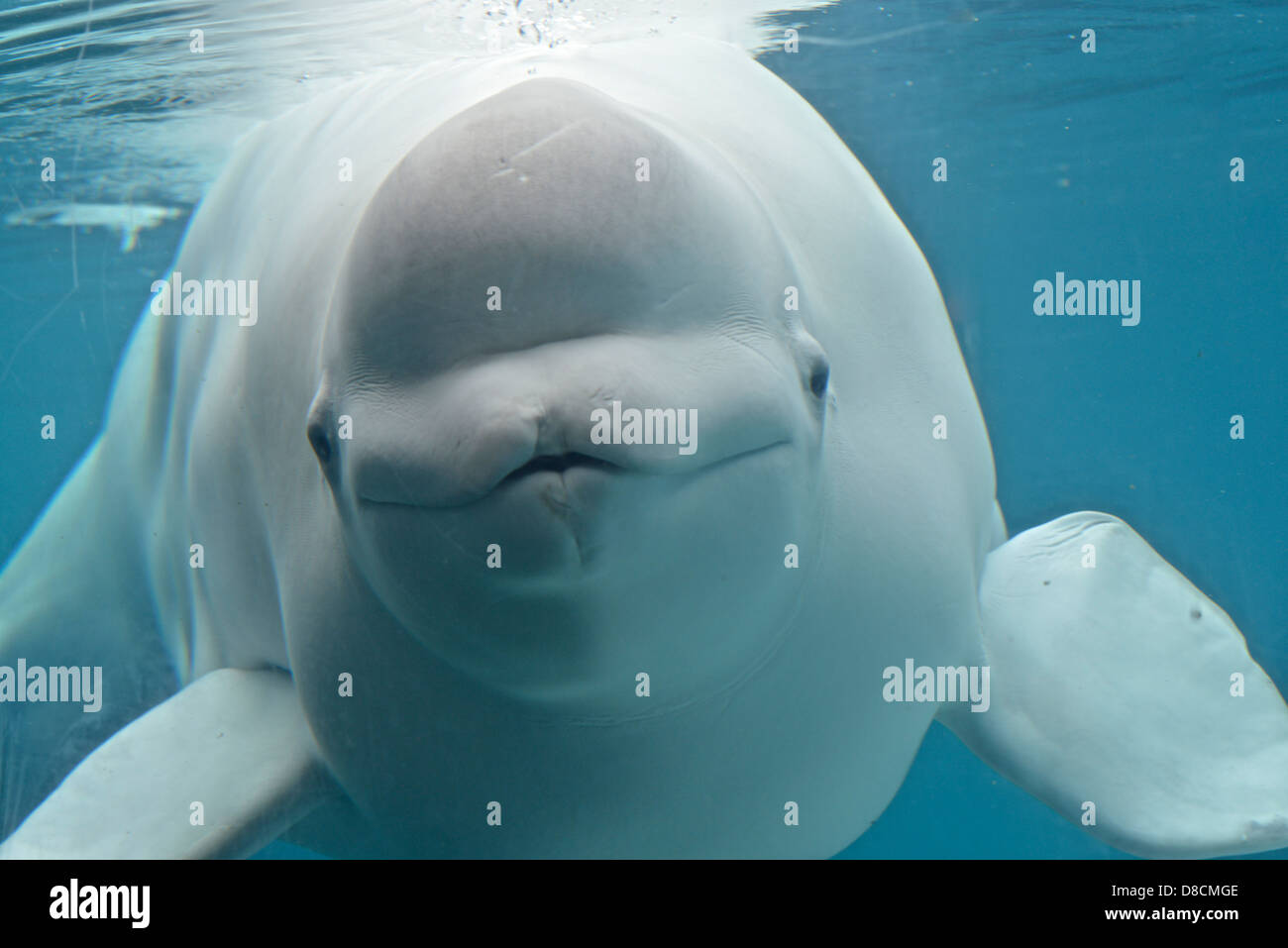 Beluga (Delphinapterus Leucas) Stockfoto
