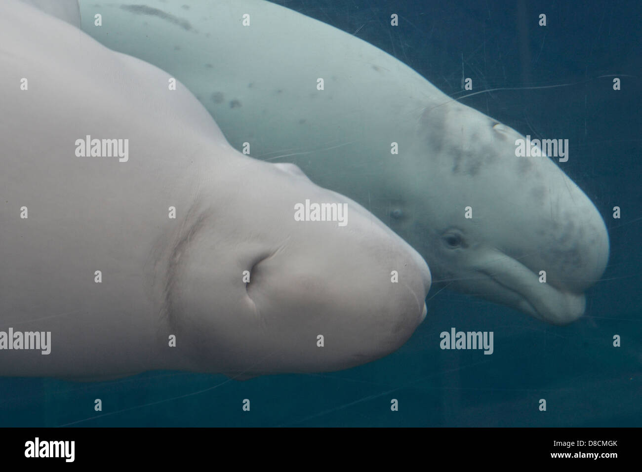 Beluga (Delphinapterus Leucas) Stockfoto