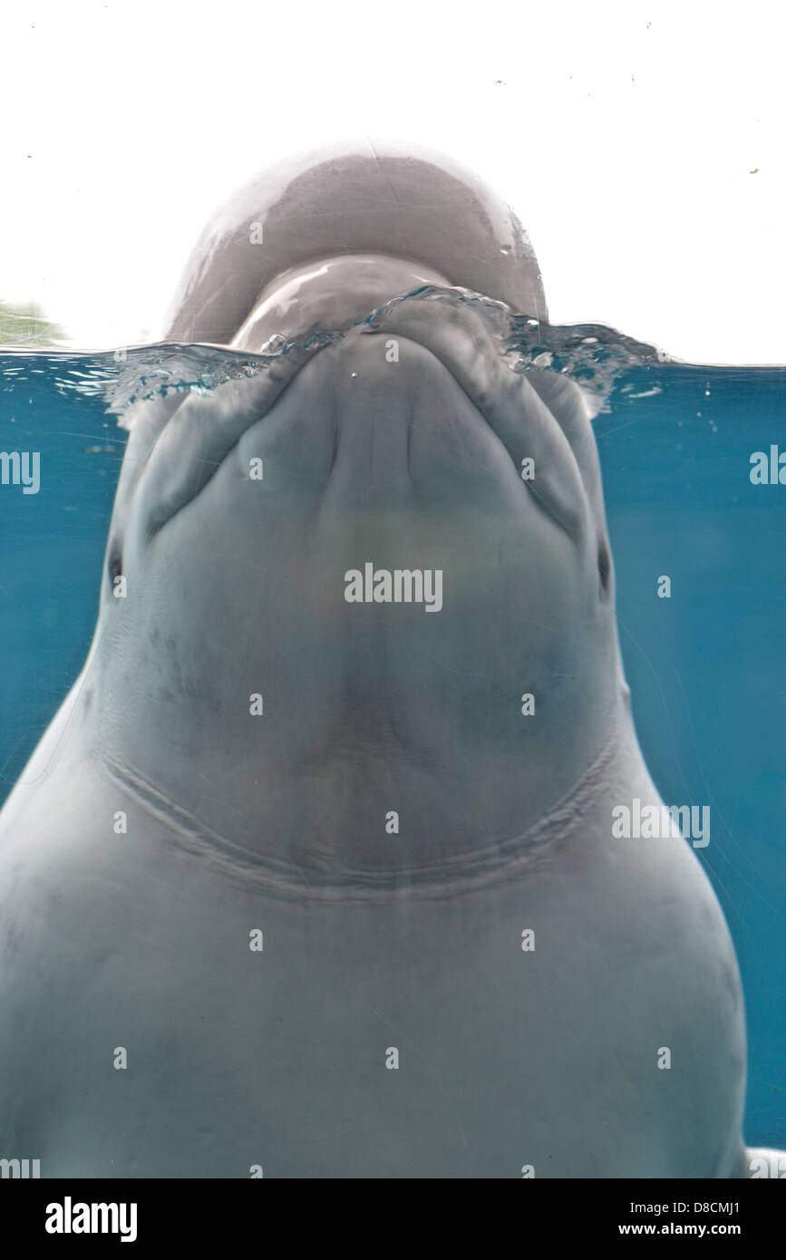 Beluga (Delphinapterus Leucas) Stockfoto