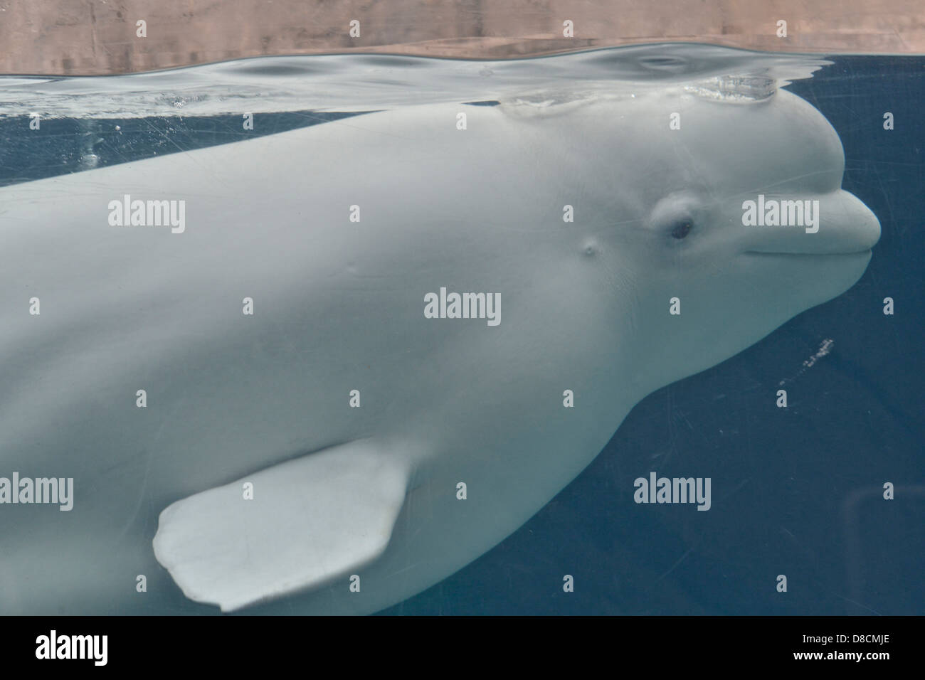 Beluga (Delphinapterus Leucas) Stockfoto