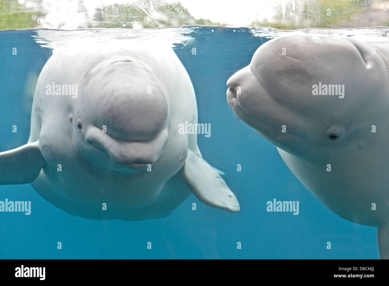 Beluga (Delphinapterus Leucas) Stockfoto