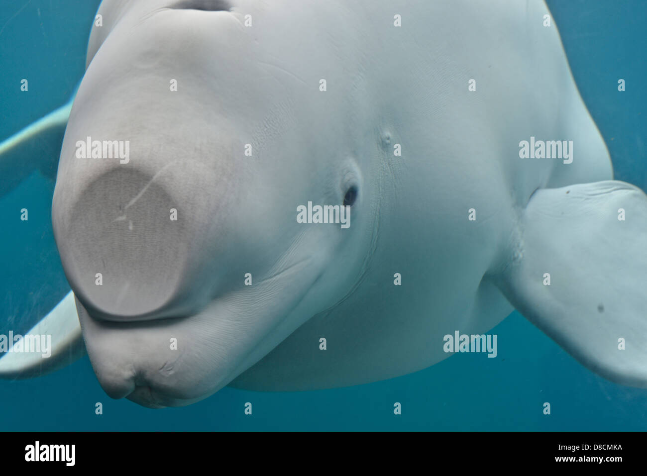 Beluga (Delphinapterus Leucas) Stockfoto
