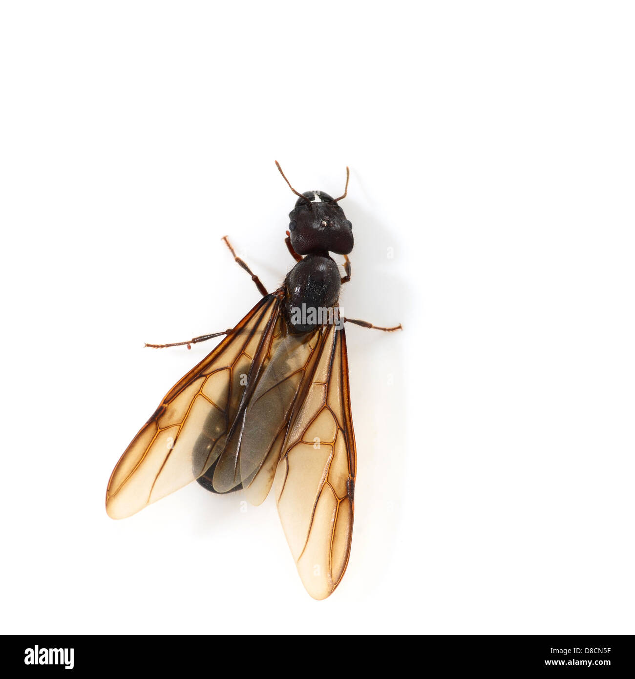 Königin-Ameisen isoliert auf weiss Stockfoto