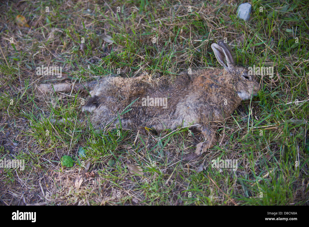Tote Kaninchen am Straßenrand bei Hay-on-Wye Powys Wales UK Stockfoto