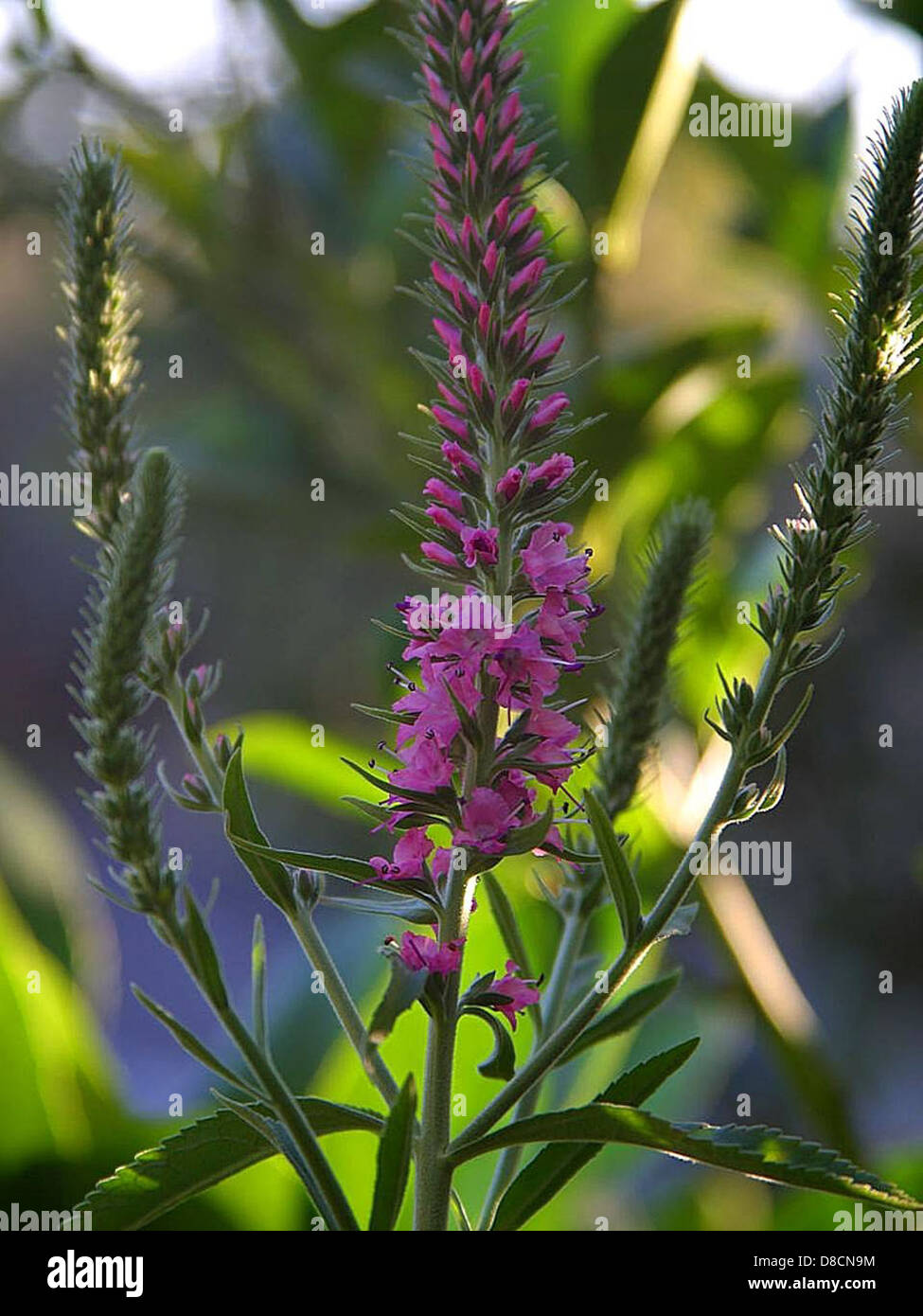 Eine große, leuchtend violette Blume blüht mit ihren komplexen Blütenblättern und lebendigen Farben. Die Blume verleiht ihrer natürlichen Umgebung einen Farbtupfer. Stockfoto