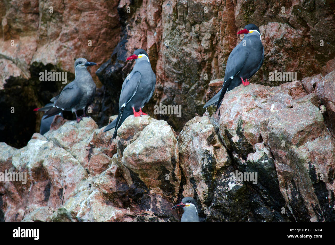 Nationalreservat Paracas. Peru. Inka Inka Tern Larosterna in Te Ballestas Inseln. Stockfoto