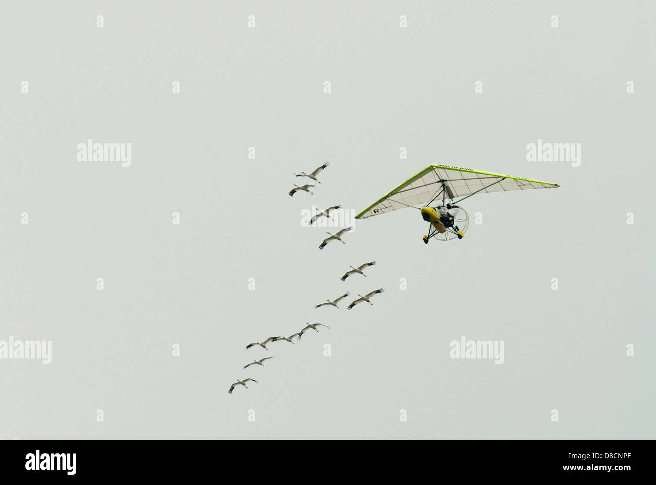 Eine Person, die hoch am Himmel gleitet, neben Vögeln schwebt und den Nervenkitzel des Fluges unter freiem Himmel vor einem klaren blauen Himmel festnimmt. Stockfoto