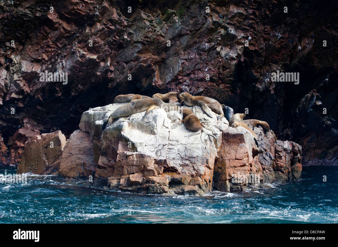 Nationalreservat Paracas. Südamerikanischer Seebär Arctocephalus Australis in den Ballestas-Inseln. Peru. Stockfoto