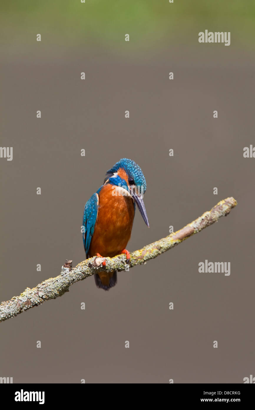 Männliche Alcedo Atthis Eisvogel thront auf einem Ast über einen stream Stockfoto