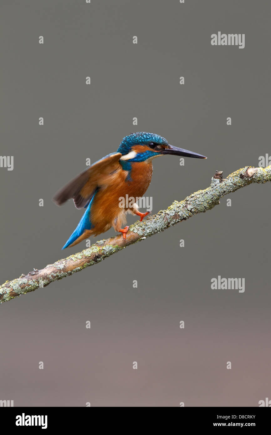 Männliche Alcedo Atthis Eisvogel thront auf einem Ast über einen stream Stockfoto