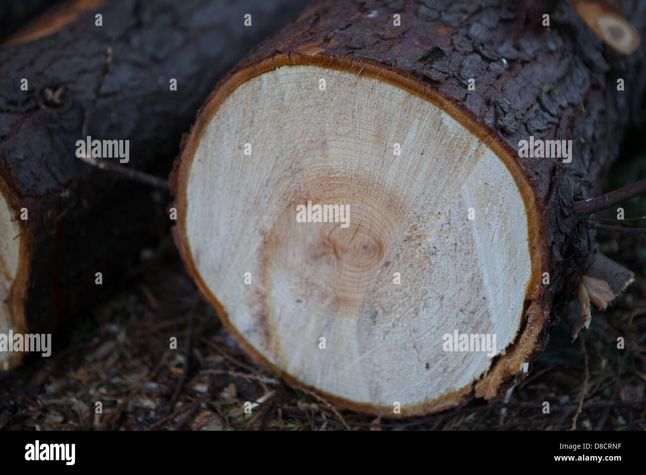 Nahaufnahme aus Holz Baumstamm zeigt Alter Ringe und Linien Stockfoto