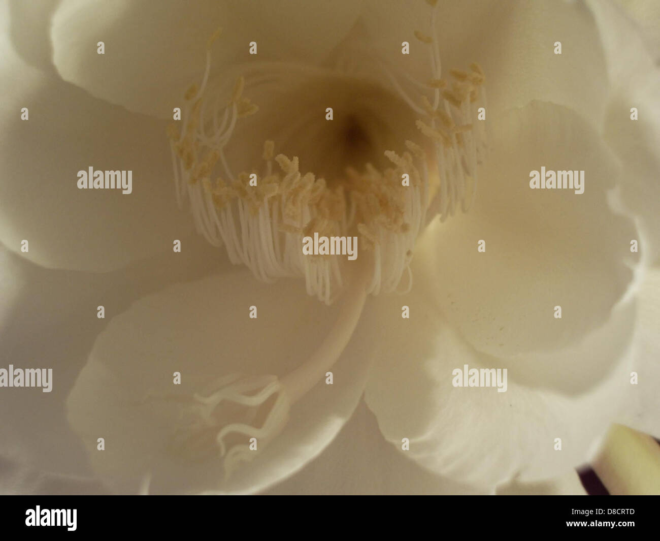 Die Blume „Lady of the Night“, bekannt für ihre duftenden weißen Blüten, die sich nachts öffnen, wird in voller Blüte gezeigt. Diese Blüte entfaltet abends einen kräftigen Duft und zieht Bestäuber wie Falter an. Stockfoto