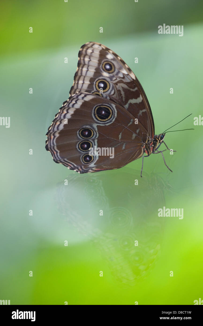 Brauner Schmetterling (Probally Morpho Didius), Panama. Stockfoto