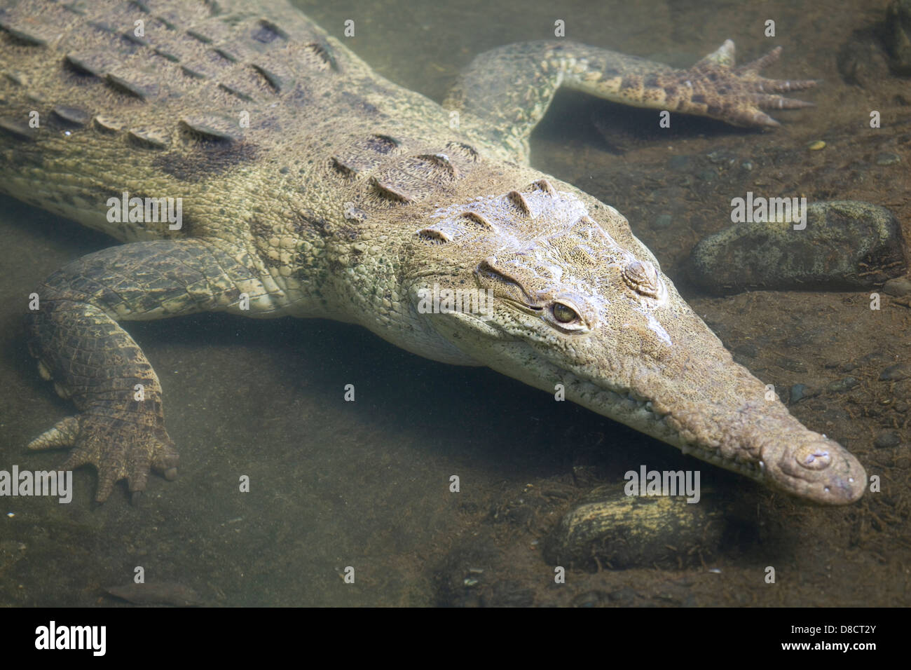 Krokodil wartet unter dem Wasser, Panama. Stockfoto