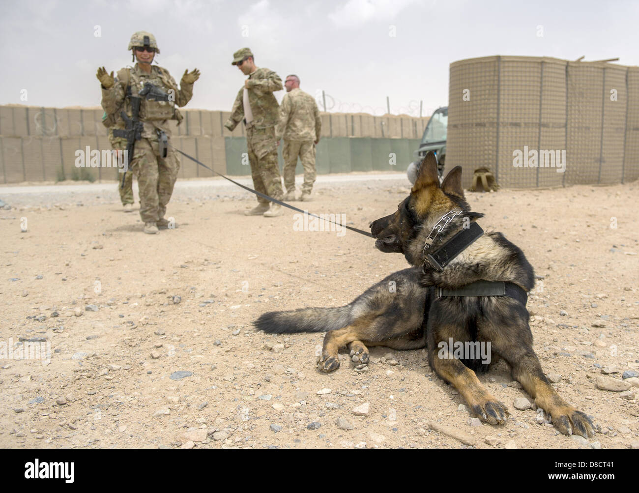 US Air Force Staff Sgt Jessie Johnson, ein militärischer Arbeitshund-Handler mit der 3. US-Infanteriedivision und ihrem Hund, Chrach in Sprengstoff Detektion Ausbildung bei Forward Operating Base Pasab 24. April 2013 in der Provinz Kandahar, Afghanistan. Stockfoto