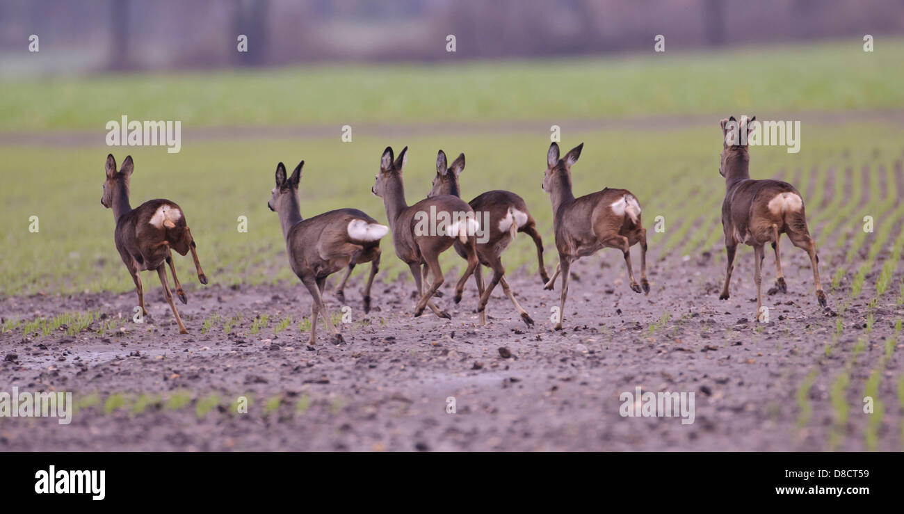 Rehe, Capreolus capreolus Stockfoto