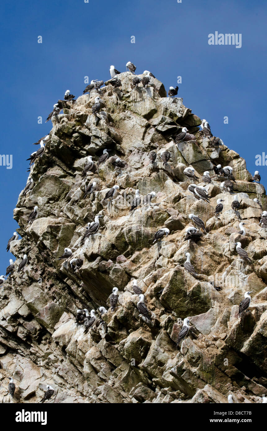 Nationalreservat Paracas. Blau-footed Booby Sula Nebouxii in den Ballestas-Inseln. Peru. Stockfoto