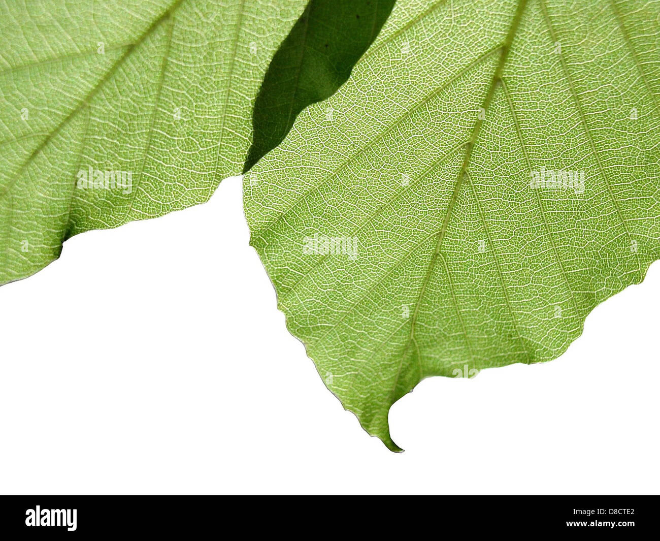 Blätter auf weißem Hintergrund. Stockfoto