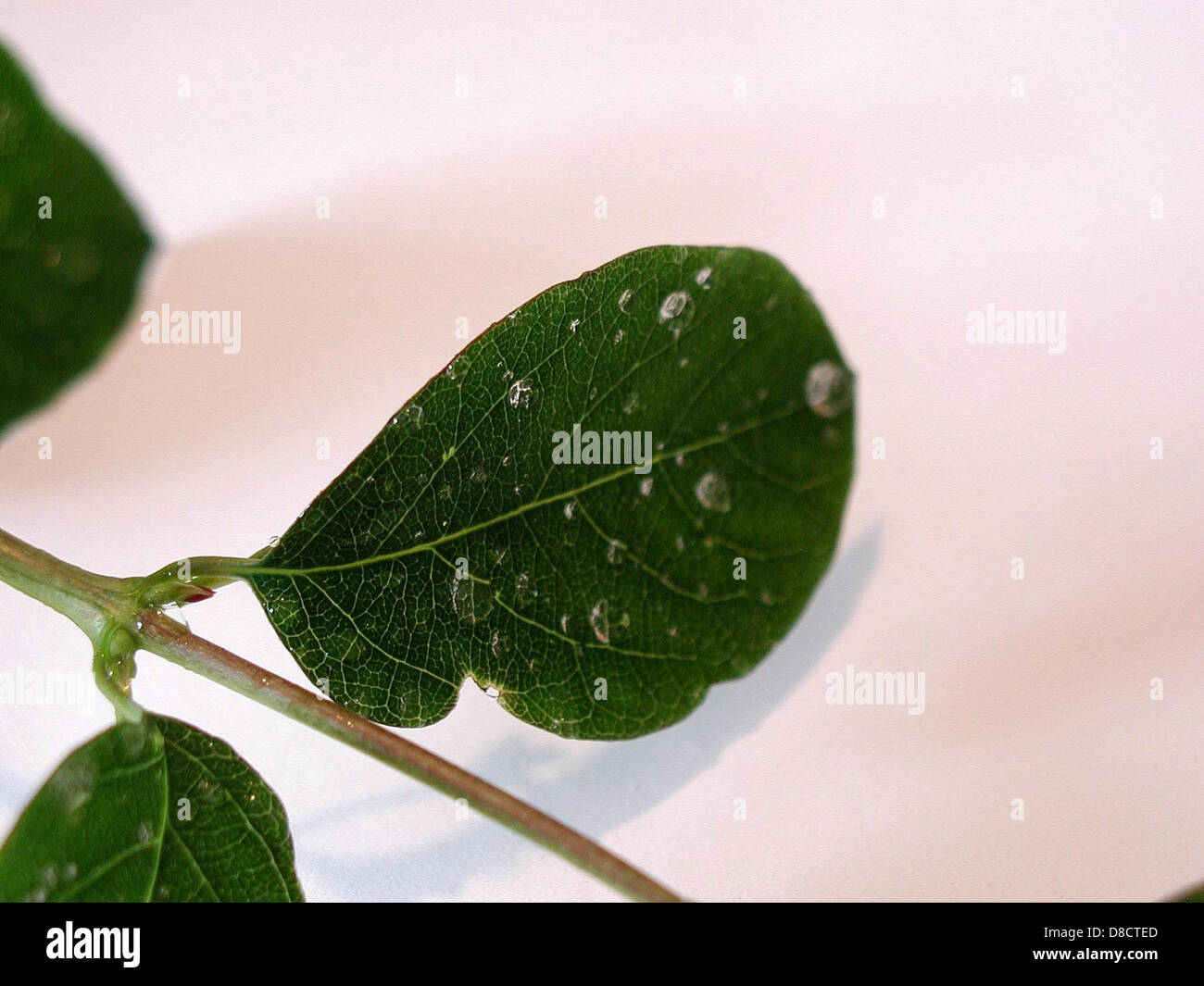 Blätter Wassertropfen weißen Hintergrund. Stockfoto