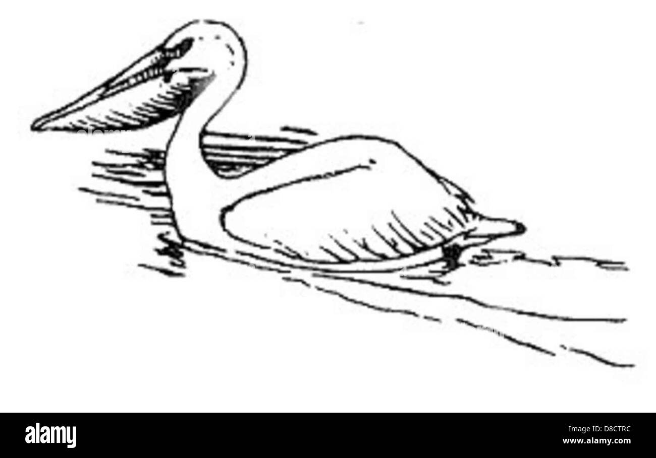 Eine Strichgrafik-Illustration eines Pelikanvogels in Schwarz-weiß. Die Abbildung zeigt die Besonderheiten des Pelikans, einschließlich seines langen Schnulls, der großen Flügel und seiner anmutigen Haltung. Stockfoto