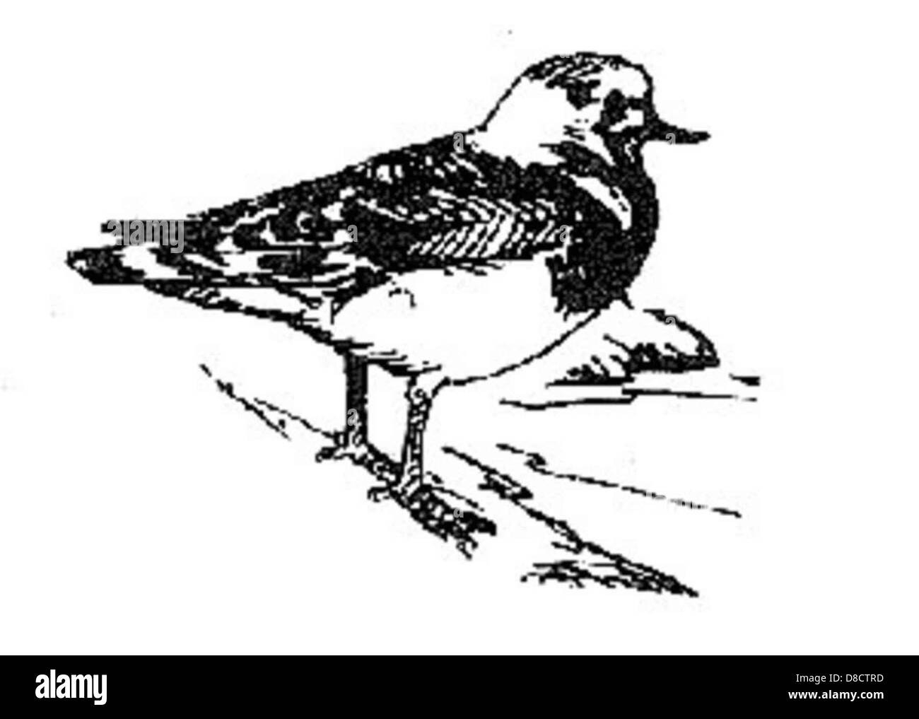 Linie Kunst Illustration schwarz-weiß rötliche Steinwälzer Vogel. Stockfoto