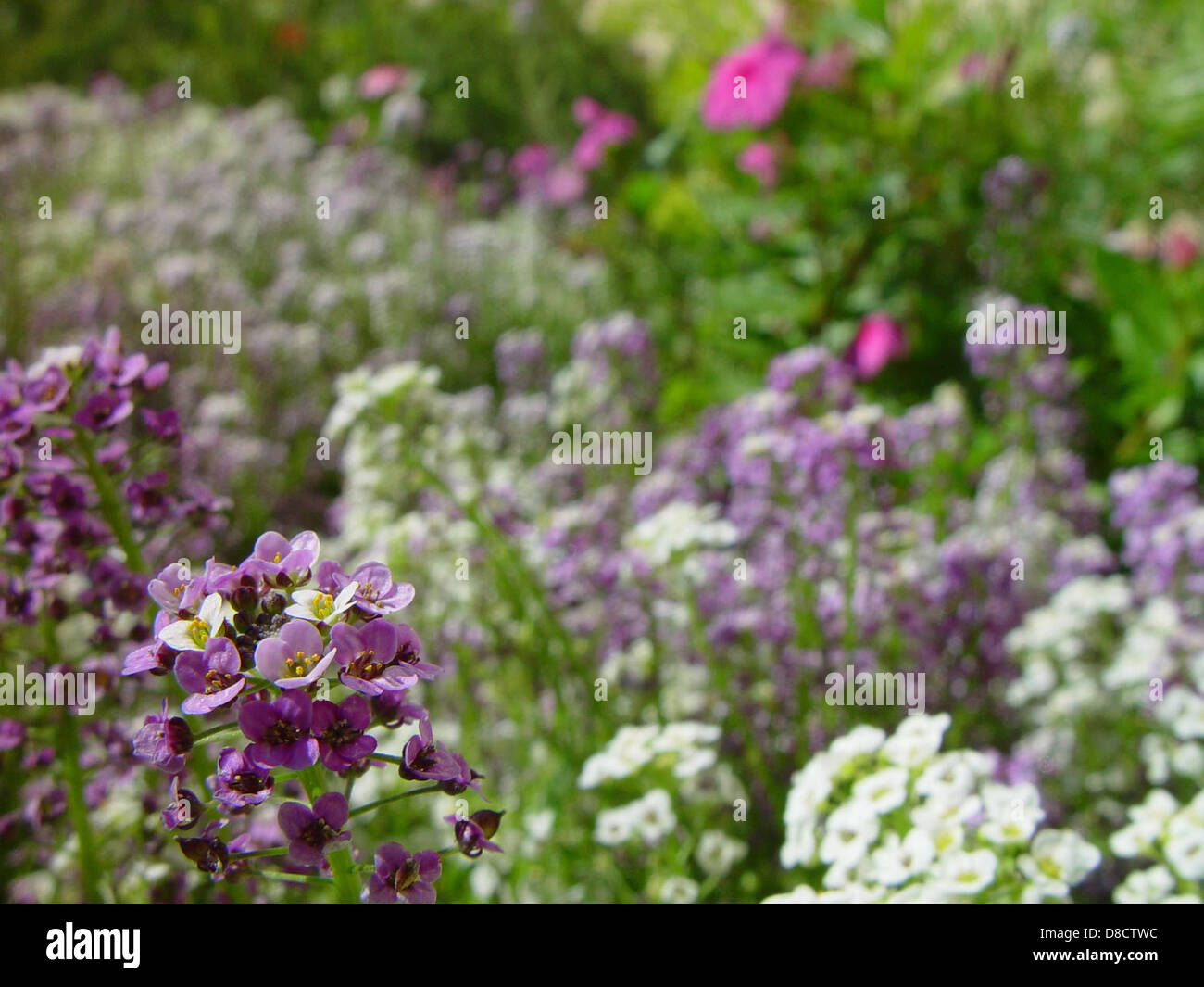 Kleine weiße und violette Blumen im Hintergrund. Stockfoto