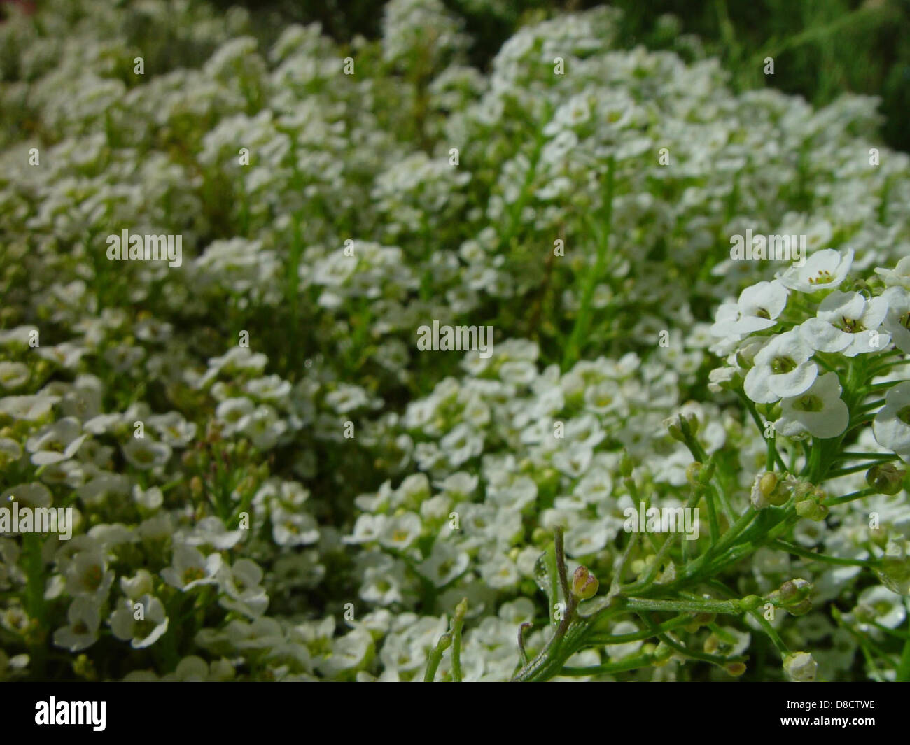 Kleine weiße Blüten im Hintergrund. Stockfoto