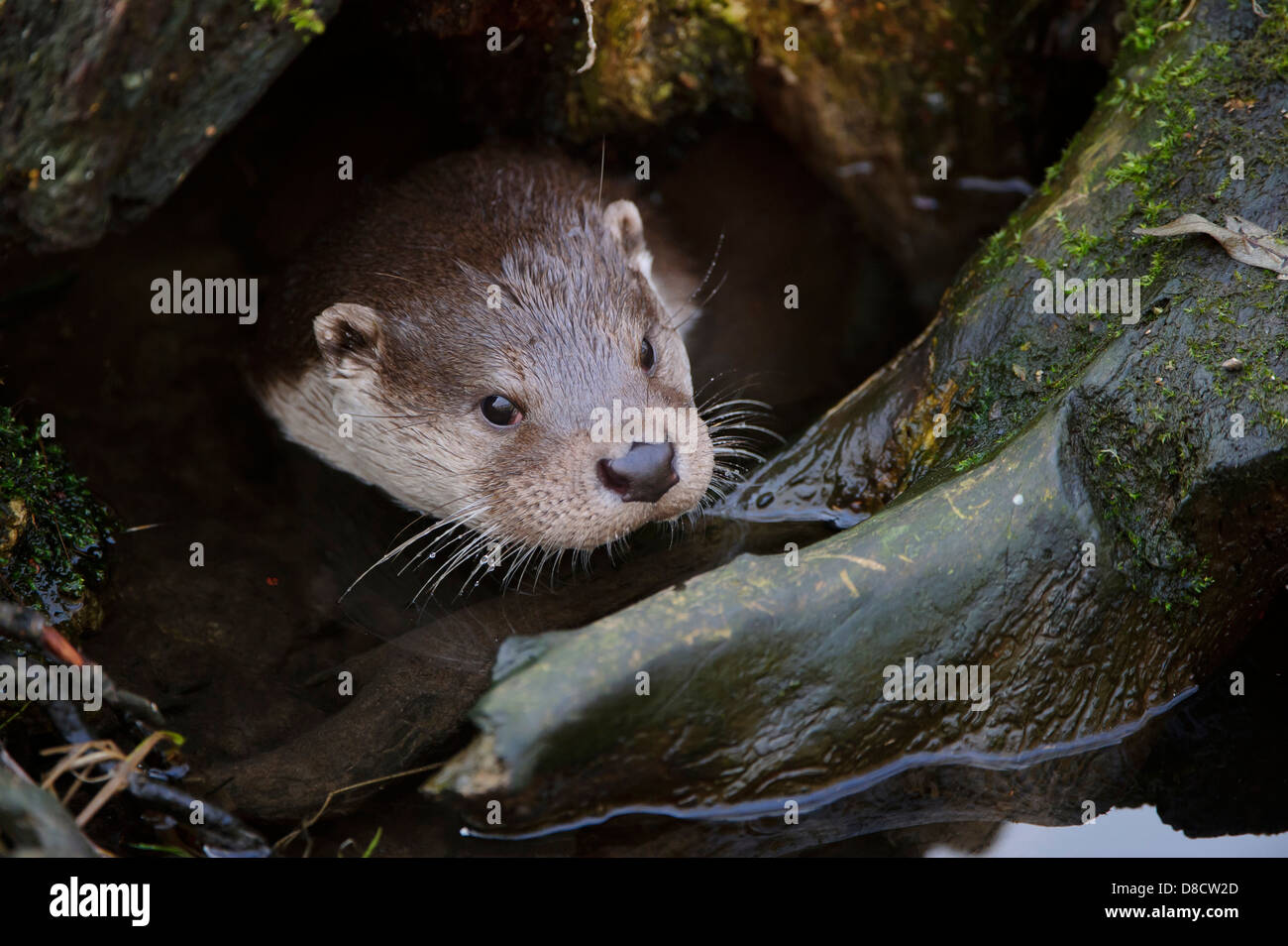 Europäischen Fischotter Lutra Lutra, Lüneburger Heide, Deutschland Stockfoto