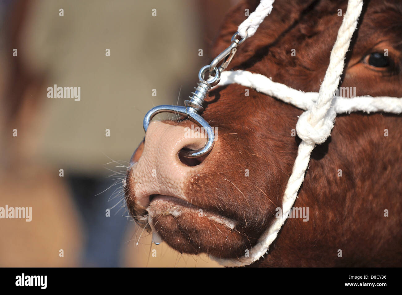 Limousin-Stier Stockfoto