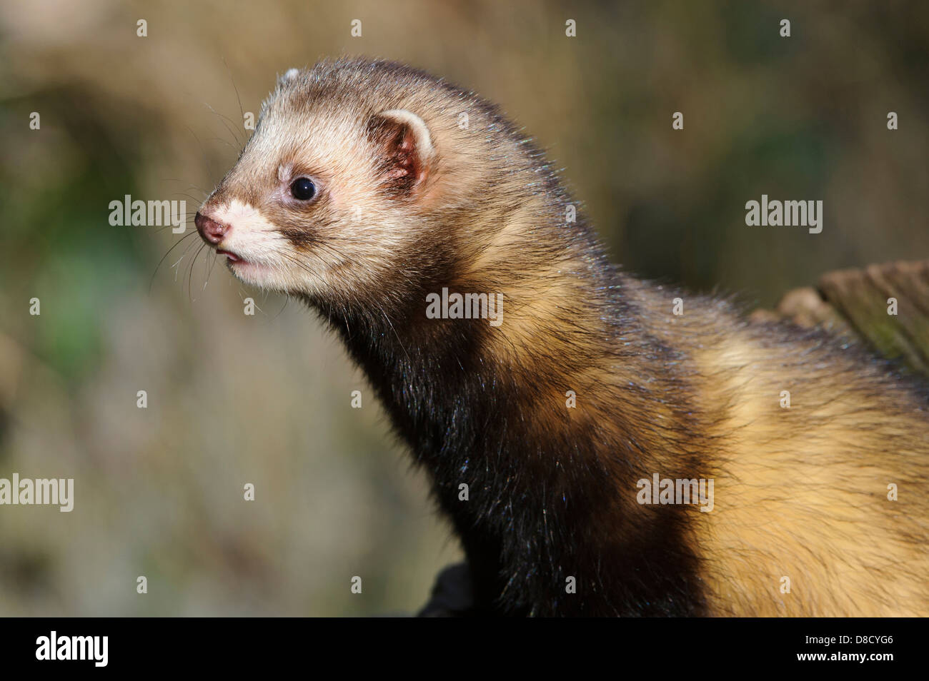 Europäischen Iltis Mustela Putorius, Celle, Niedersachsen, Deutschland Stockfoto