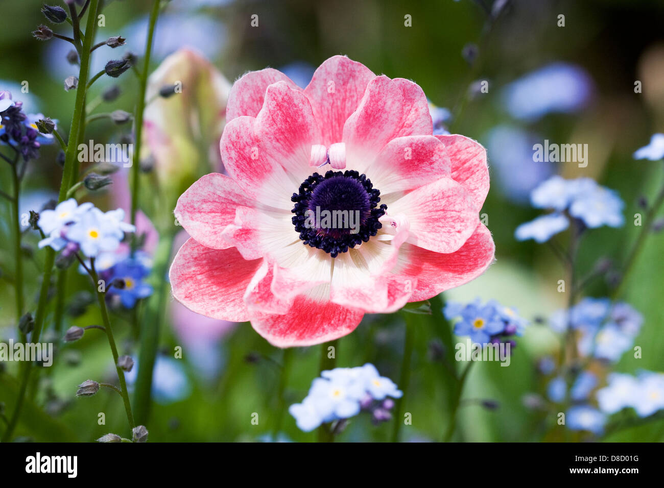 Anemone Coronaria im Garten. Stockfoto