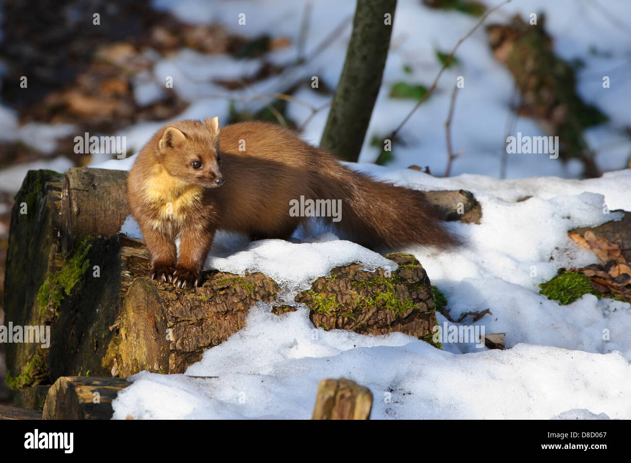 Europäischen Baummarder, Martes Martes, Vechta, Niedersachsen, Deutschland Stockfoto