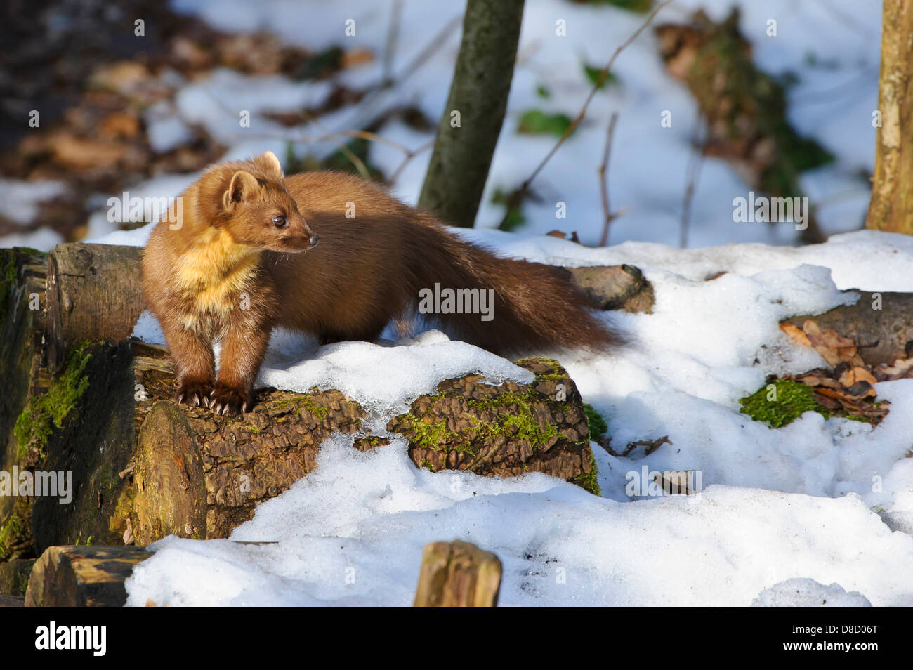 Europäischen Baummarder, Martes Martes, Vechta, Niedersachsen, Deutschland Stockfoto