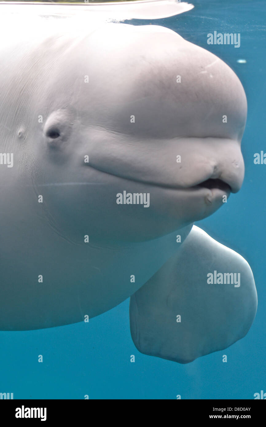 Beluga (Delphinapterus Leucas) Stockfoto