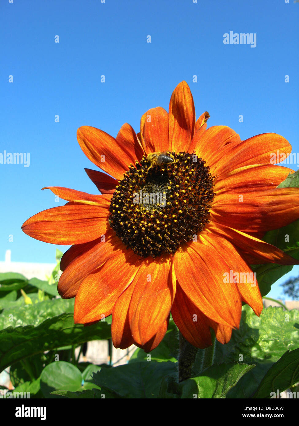 eine kleine Biene auf die schöne Sonnenblume Stockfoto