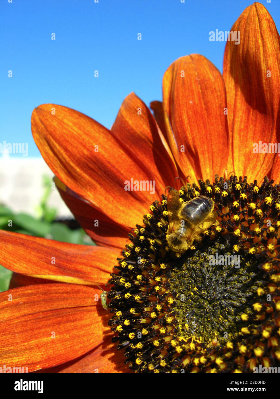 eine kleine Biene auf die schöne Sonnenblume Stockfoto