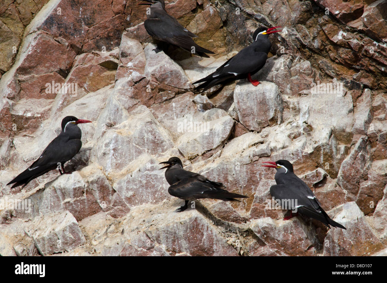 Nationalreservat Paracas. Peru. Inka Inka Tern Larosterna in Te Ballestas Inseln. Stockfoto