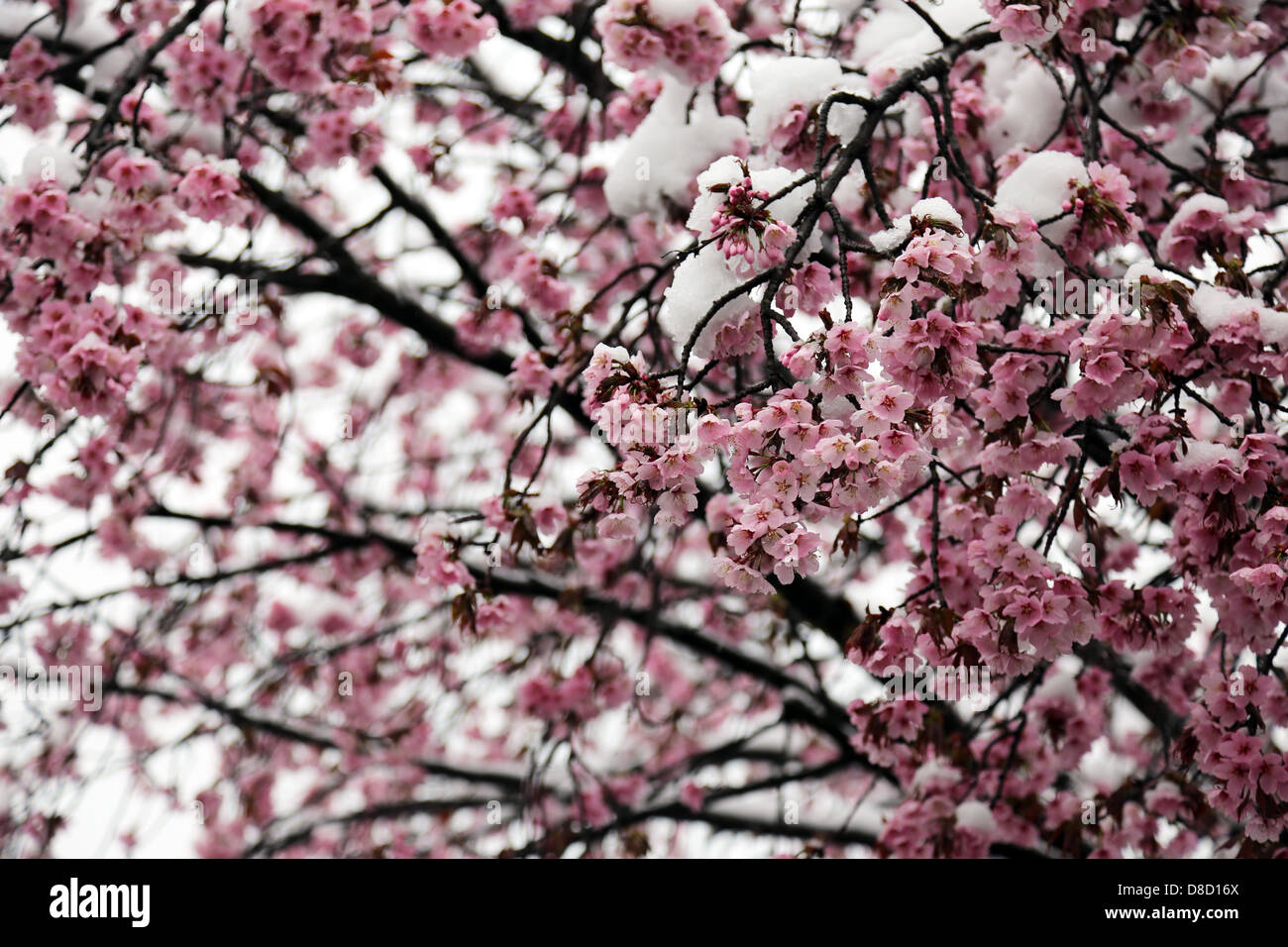 Obstbaum in Blüte unter Schnee Stockfoto