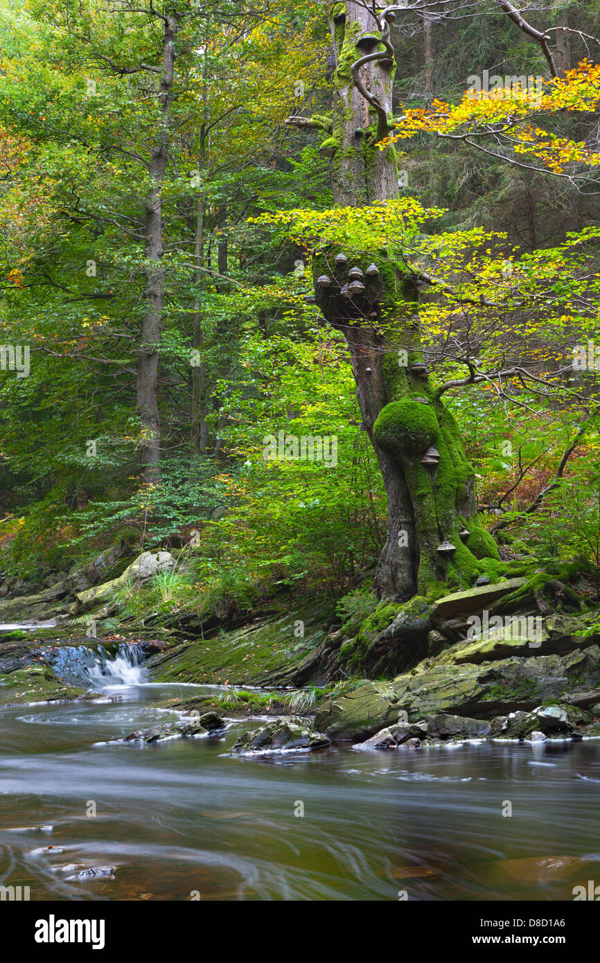 River Hill und einen überwucherten alten Baum in einem Tal, das hohe Venn im Herbst, Langzeitbelichtung geschossen. Stockfoto