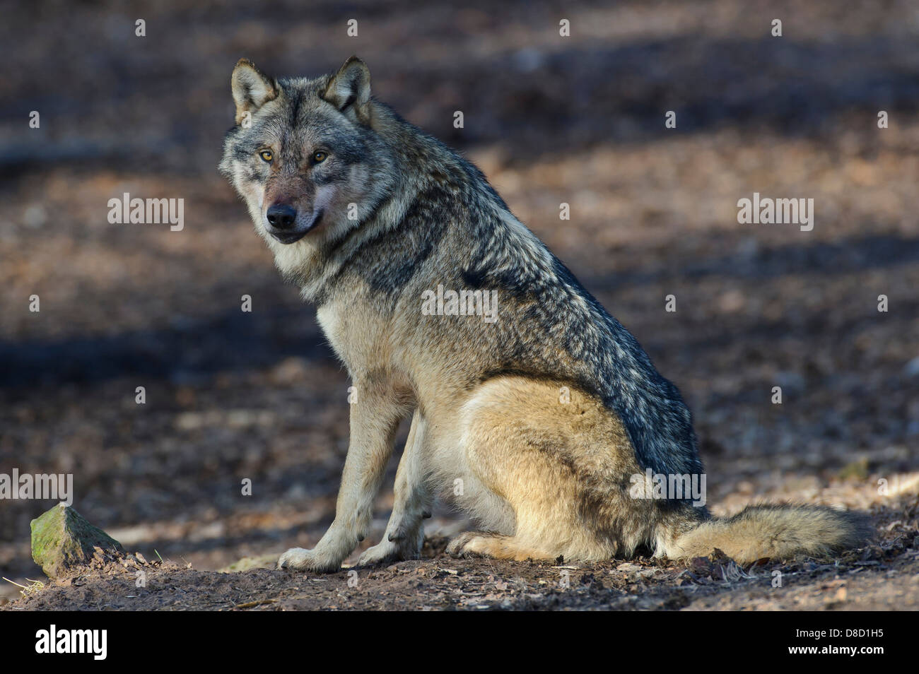 grauer Wolf, Canis lupus Stockfoto
