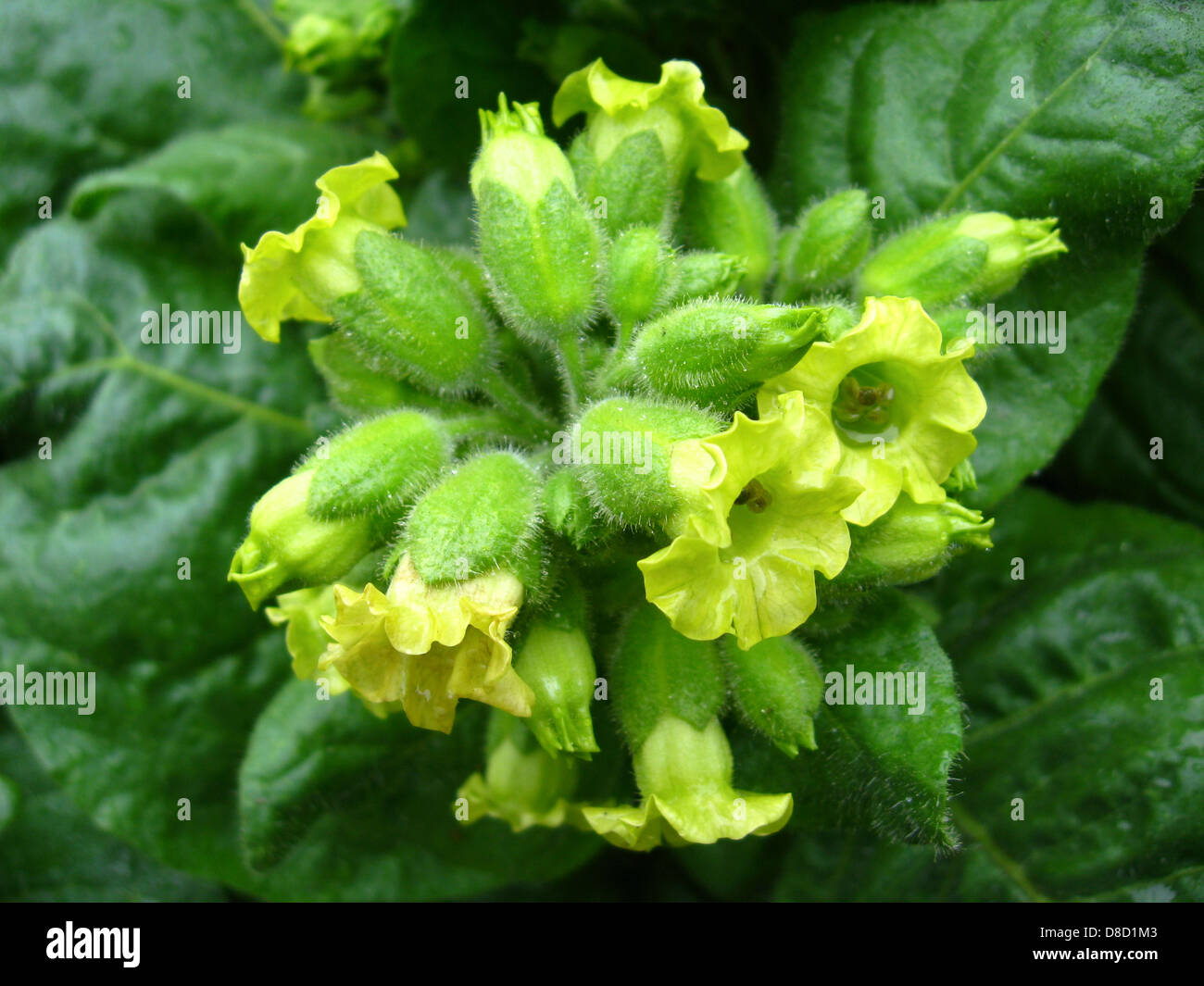 Das Bild des herrlichen und schönen Blumen von Tabak Stockfoto