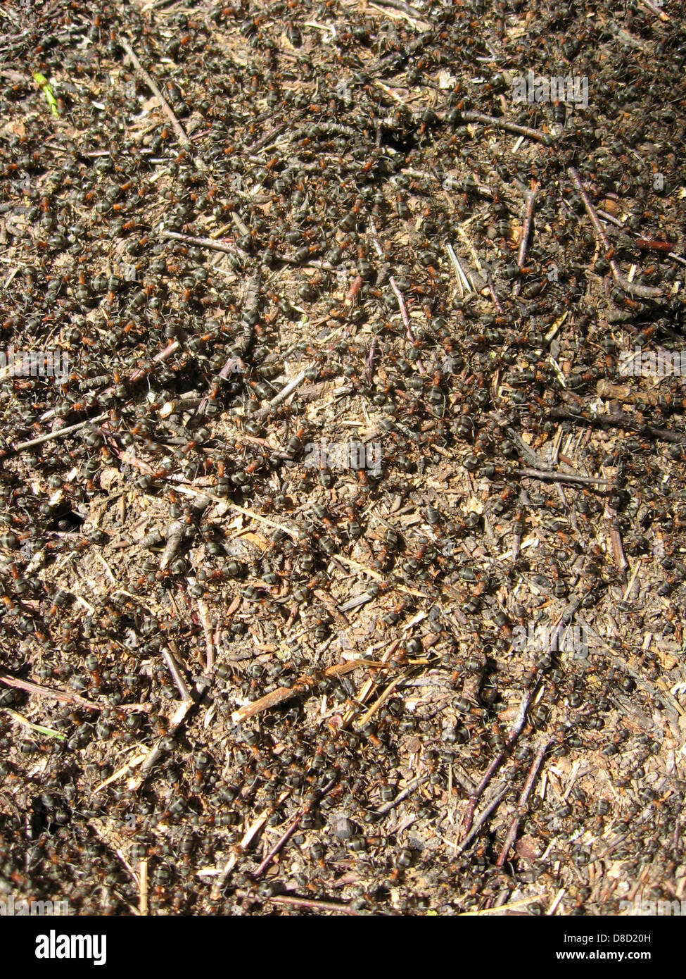 Stürmischen Leben in den großen Ameisenhaufen im Wald Stockfoto