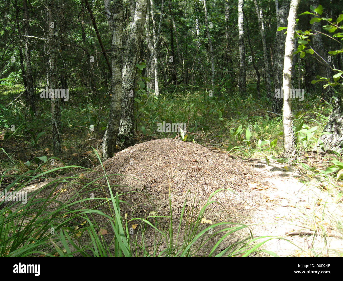 Stürmischen Leben in den großen Ameisenhaufen im Wald Stockfoto