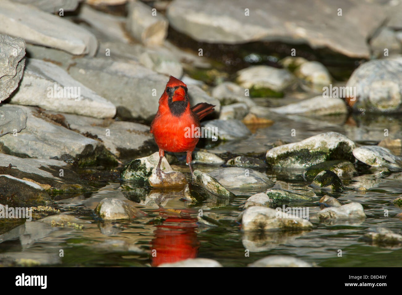 Nördlichen Kardinal Männchen Baden in einer felsigen Pfütze, Christoval, Texas, USA Stockfoto