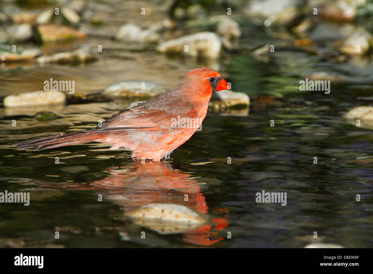 Nördlichen Kardinal Männchen Baden in einer felsigen Pfütze, Christoval, Texas, USA Stockfoto