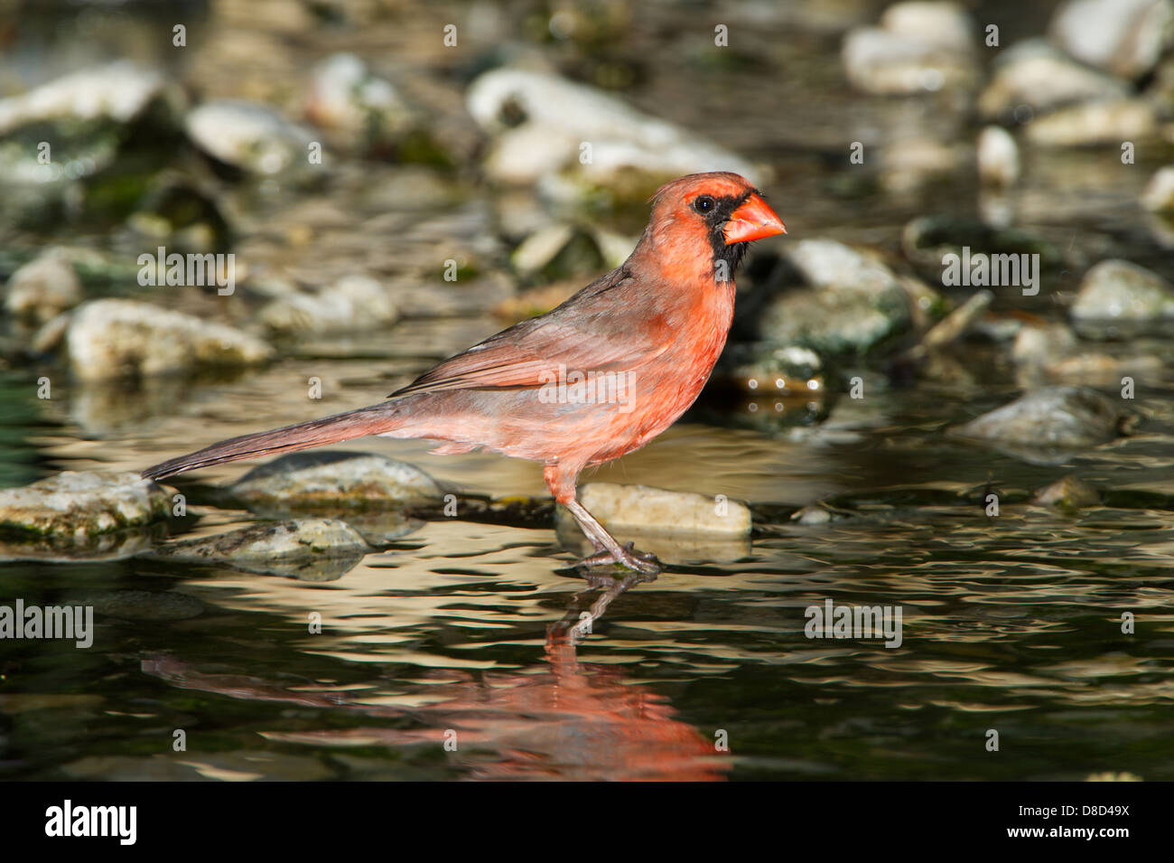 Nördlichen Kardinal Männchen Baden in einer felsigen Pfütze, Christoval, Texas, USA Stockfoto