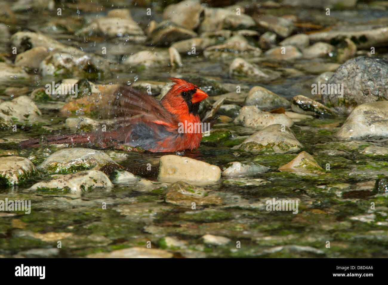 Nördlichen Kardinal Männchen Baden in einer felsigen Pfütze, Christoval, Texas, USA Stockfoto