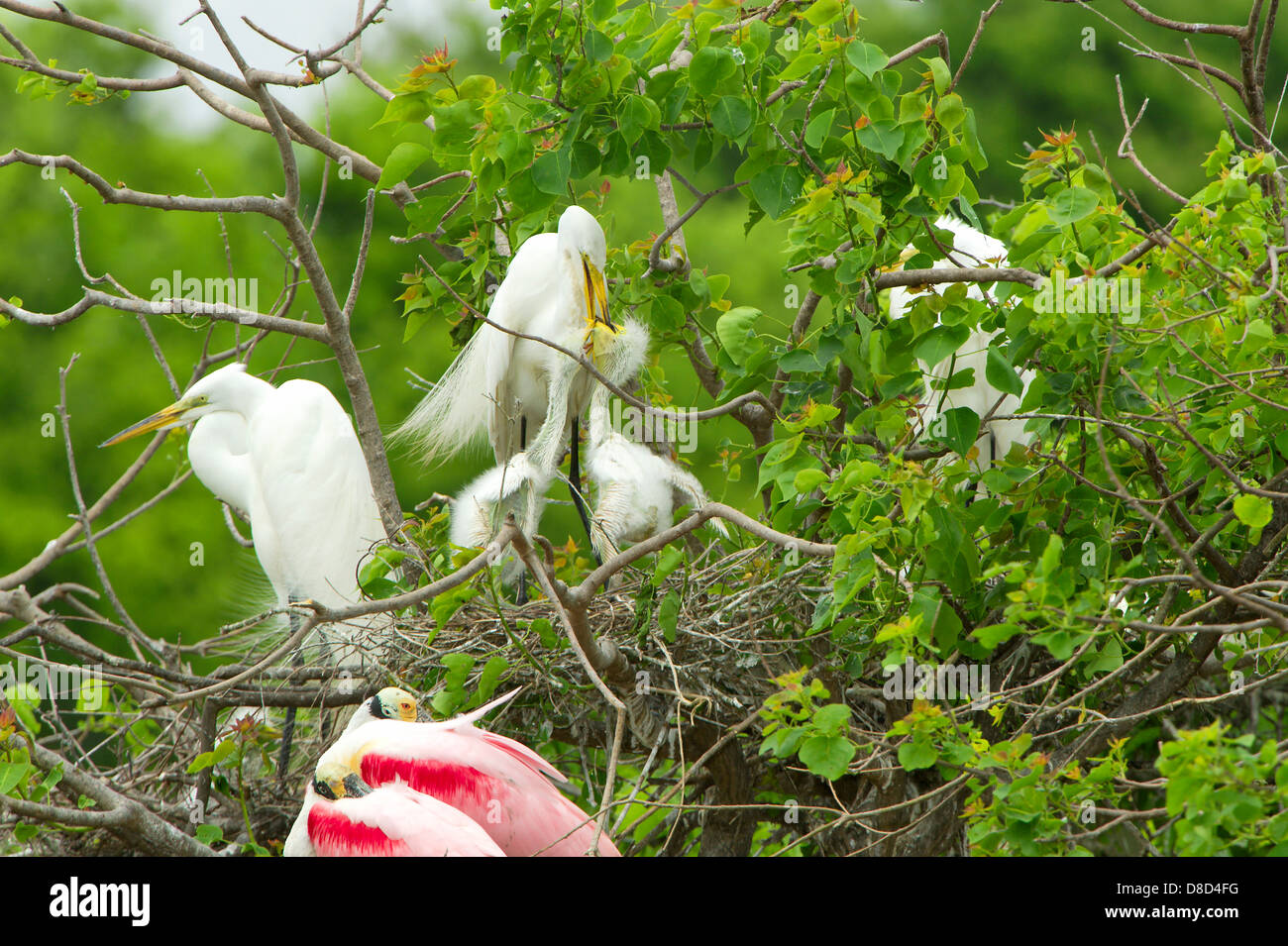 Silberreiher thront auf einem Ast schützen das Nest und Fütterung Küken, Bolivar Peninsula, Texas, USA Stockfoto